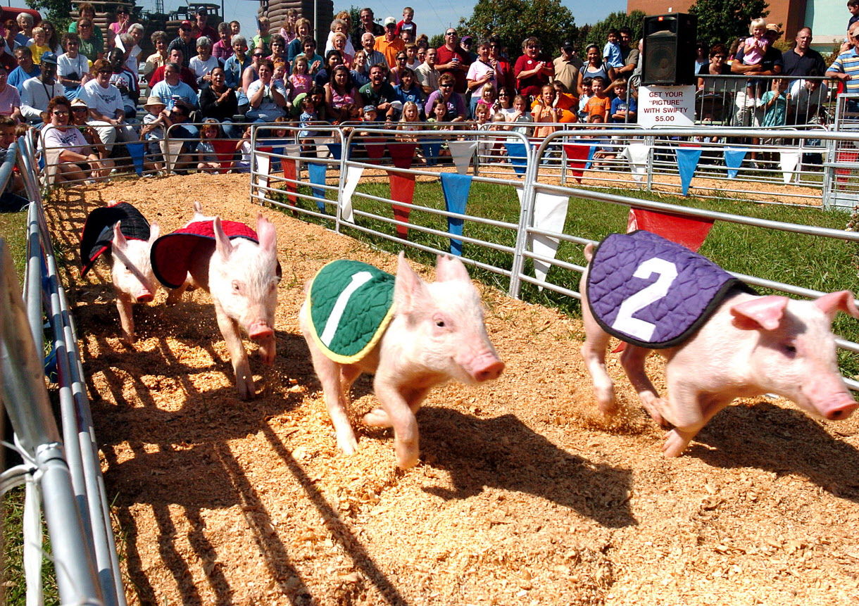PIG RACE
